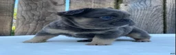 French Bulldog dogs for sale: Buttons - Ad 3