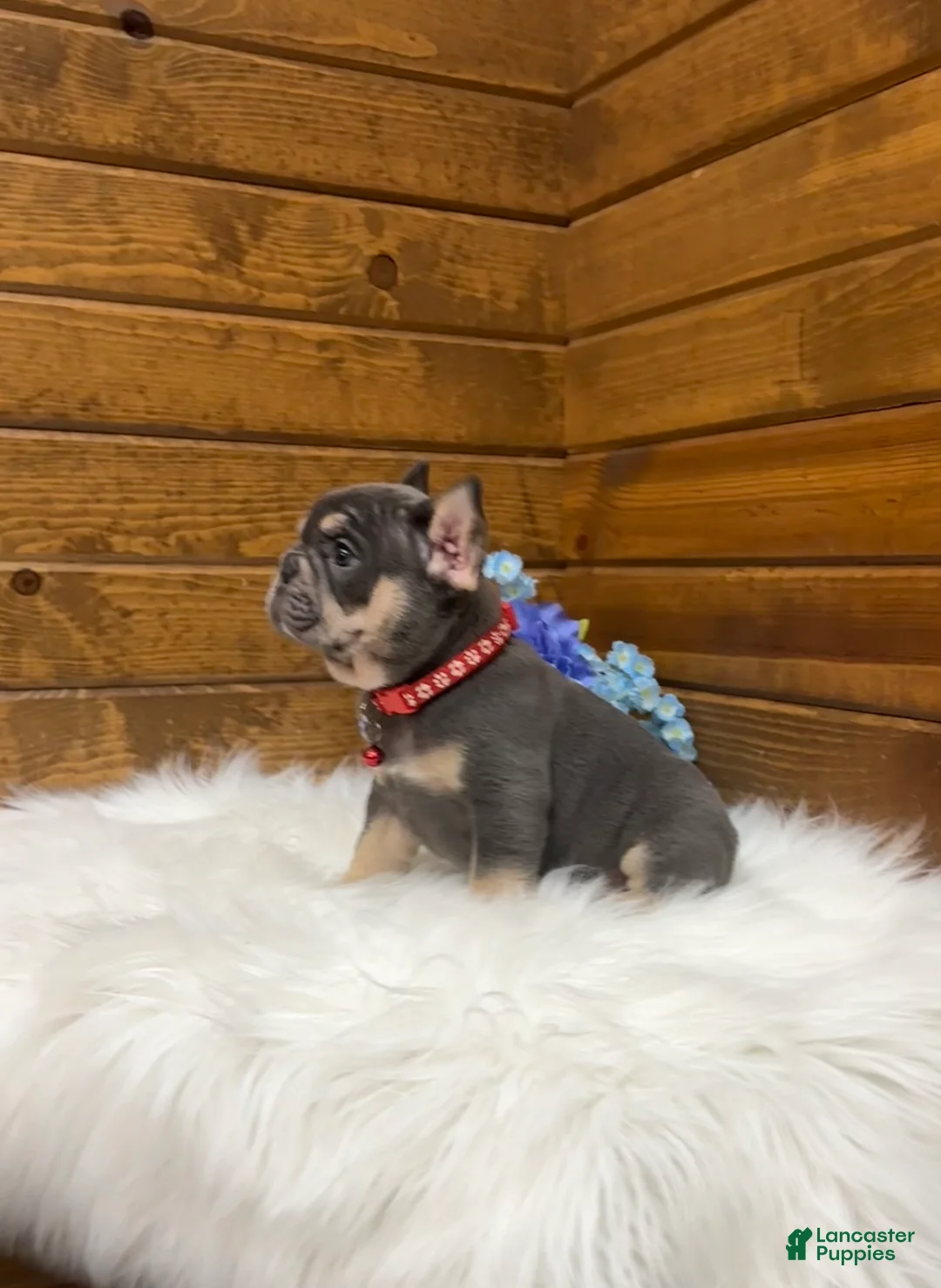 French Bulldog dogs for sale: Cooper - Ad 1