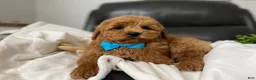 Mini Goldendoodle dogs for sale: Louis - Ad 5