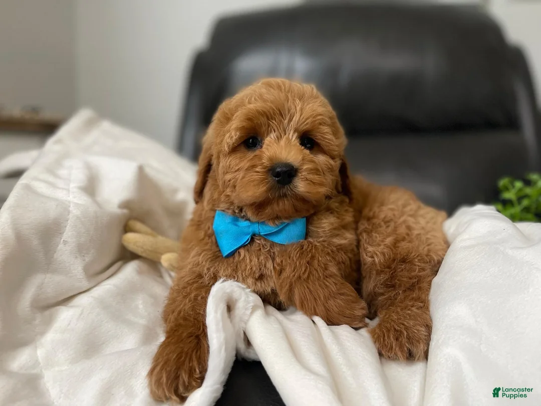 Mini Goldendoodle dogs for sale: Louis - Ad 5
