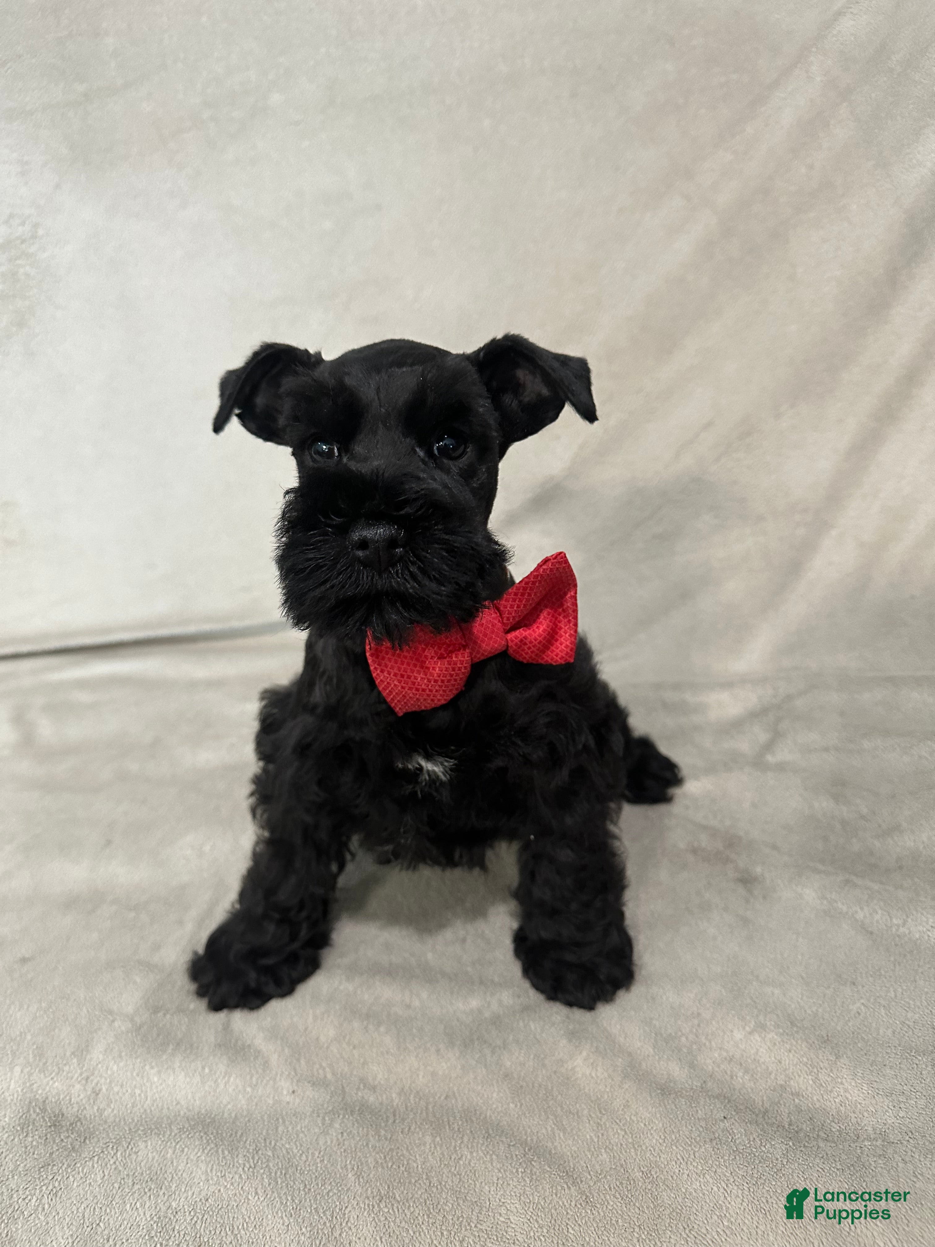 Miniature Schnauzer dogs Motley  - Ad 37