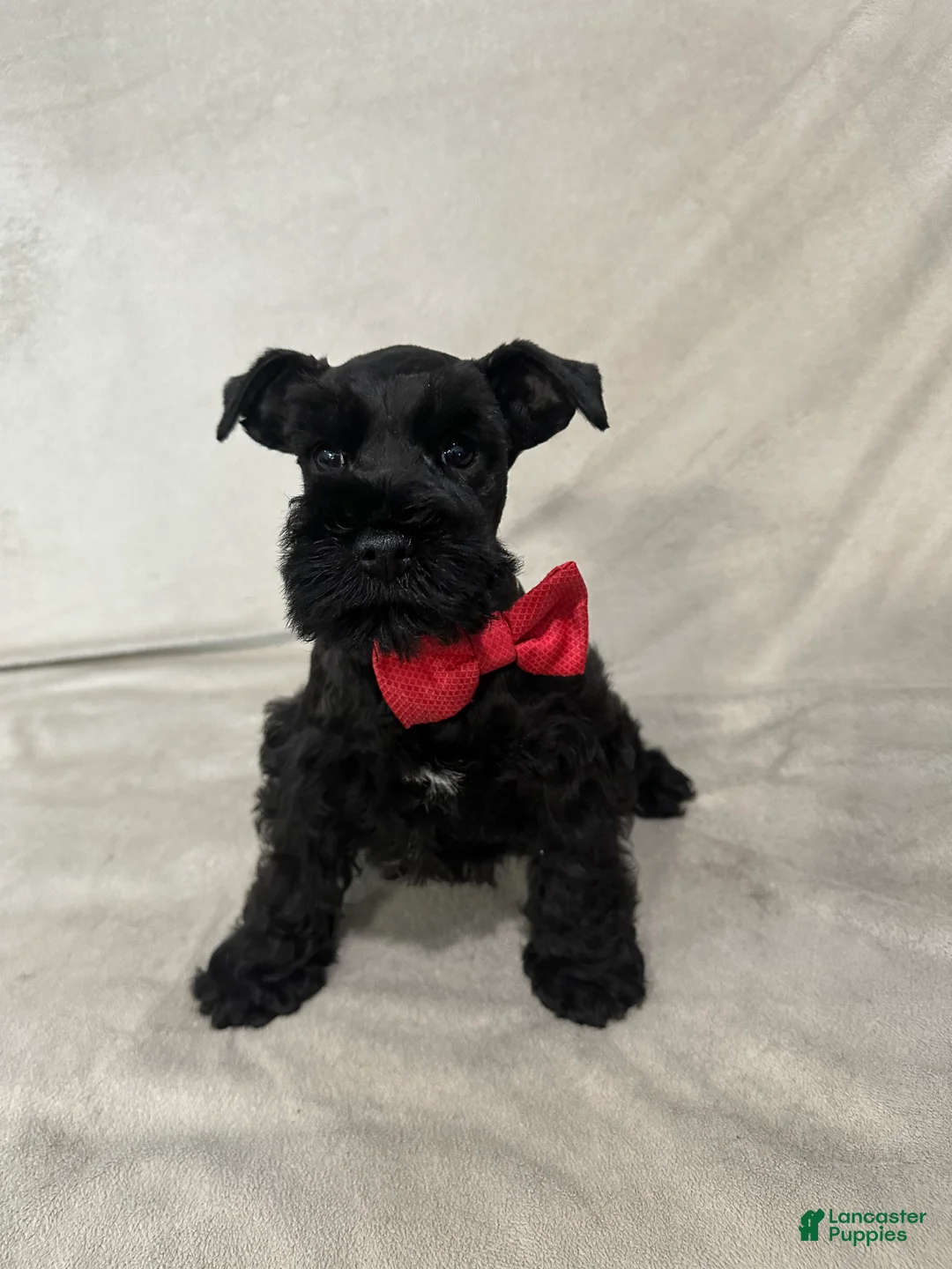 Miniature Schnauzer dogs for sale: Motley  - Ad 1