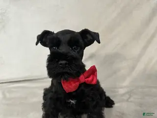 Miniature Schnauzer dogs Motley - Ad 37