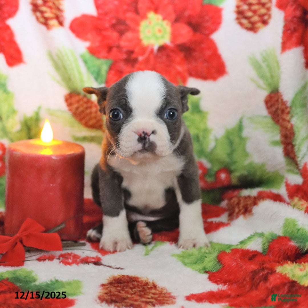 Boston Terrier dogs for sale: Homer - Ad 2