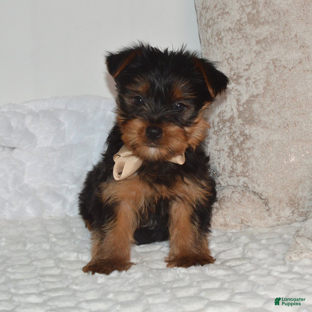 Yorkshire Terrier dogs for sale: Diesel - Ad 1