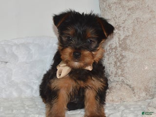 Yorkshire Terrier dogs Diesel - Ad 31