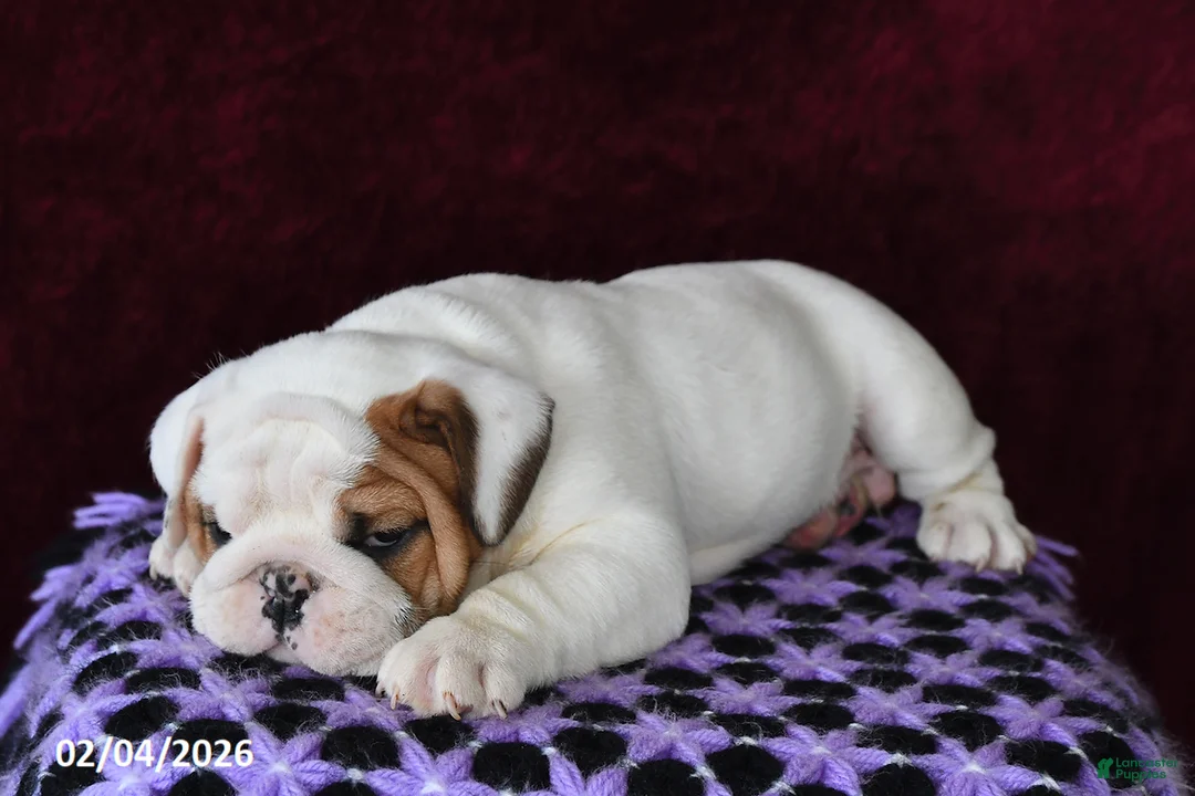 English Bulldog dogs for sale: Brock - Ad 4