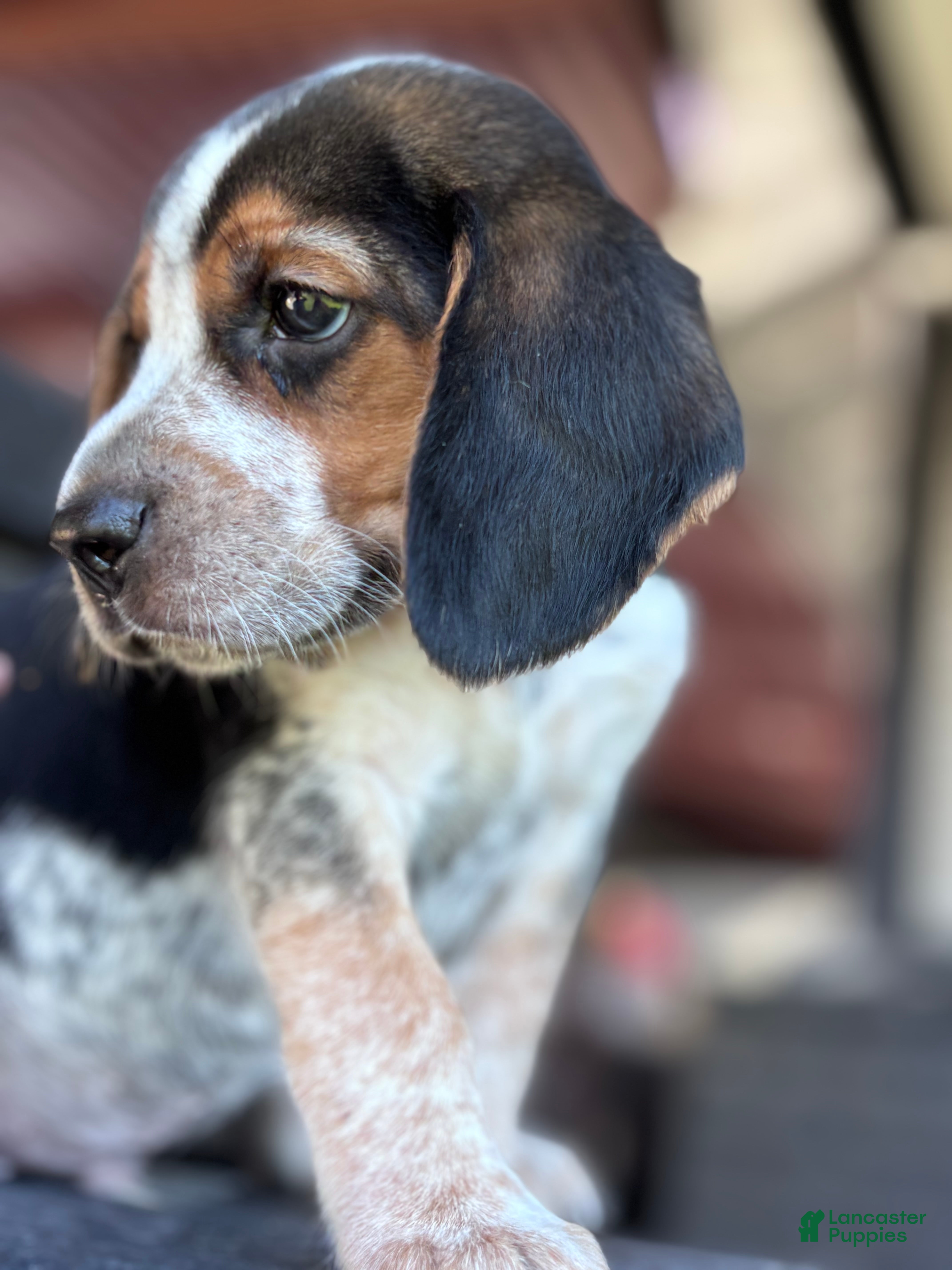 Beagle dogs Jax jr - Ad 2