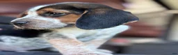 Beagle dogs for sale: Jax jr - Ad 2