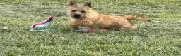Cairn Terrier dogs for sale: Emma  - Ad 2
