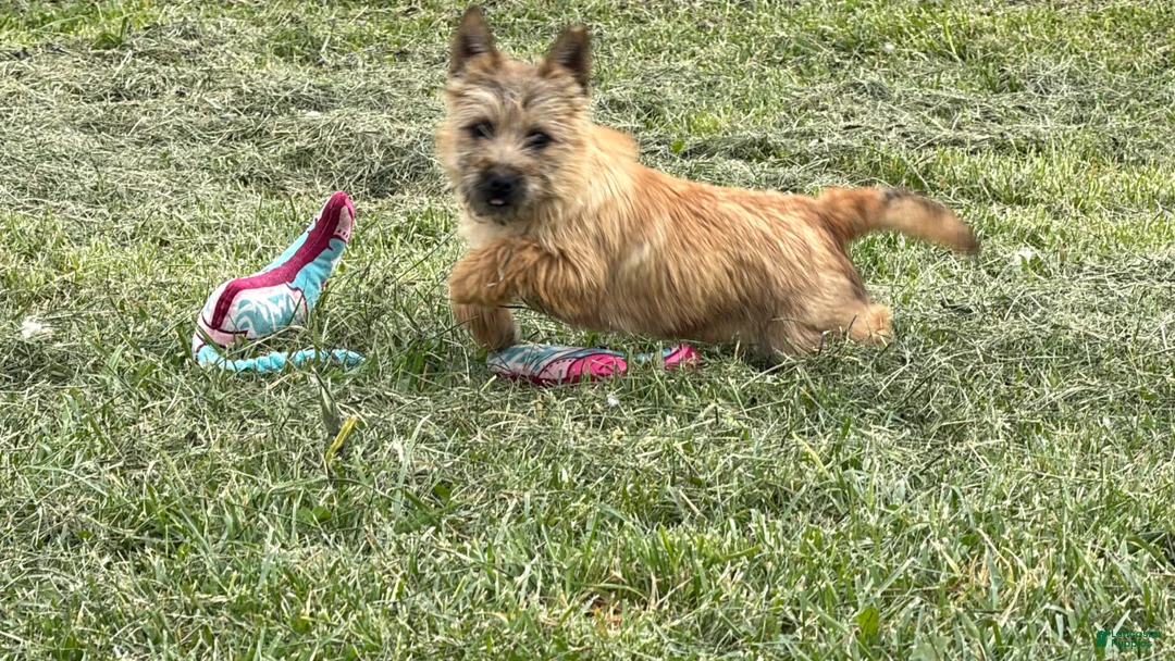 Cairn Terrier dogs for sale: Emma  - Ad 2