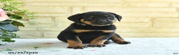 Rottweiler dogs for sale: Lavern - Ad 3