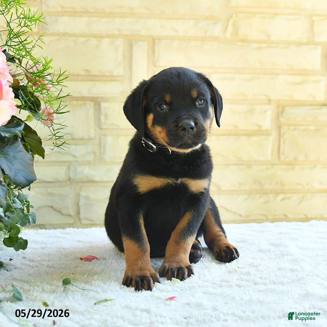 Rottweiler dogs for sale: Lavern - Ad 3