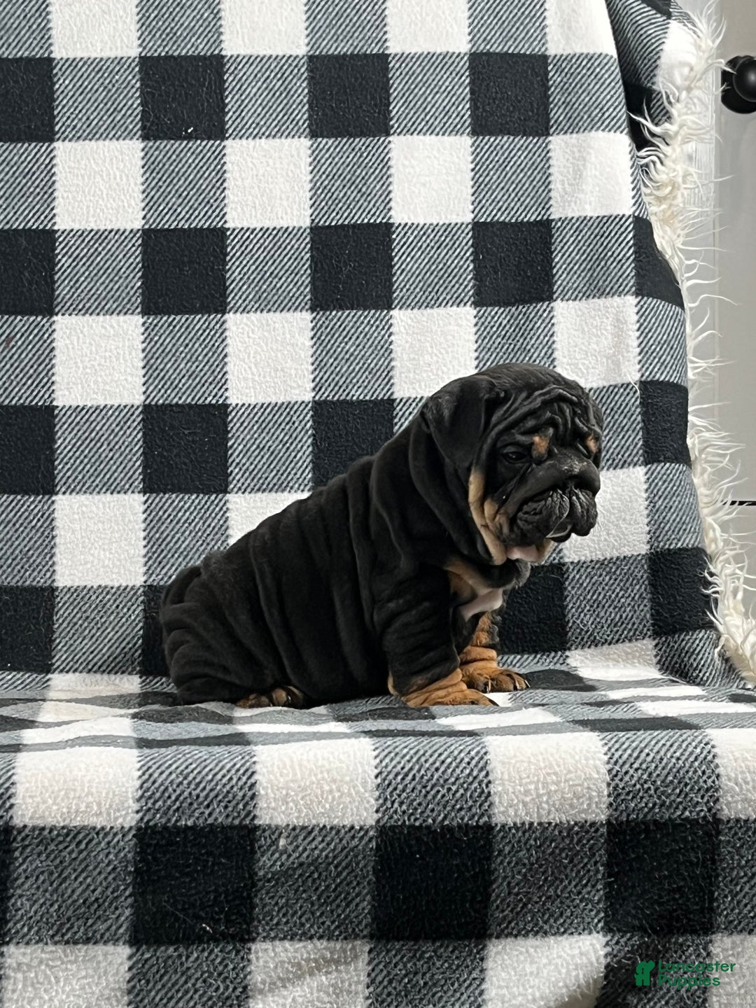 English Bulldog dogs for sale: Bruce - Ad 2