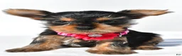 Yorkshire Terrier dogs for sale: Julie teacup - Ad 8