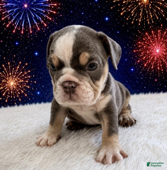English Bulldog dogs for sale: Ace_Male - Ad 3