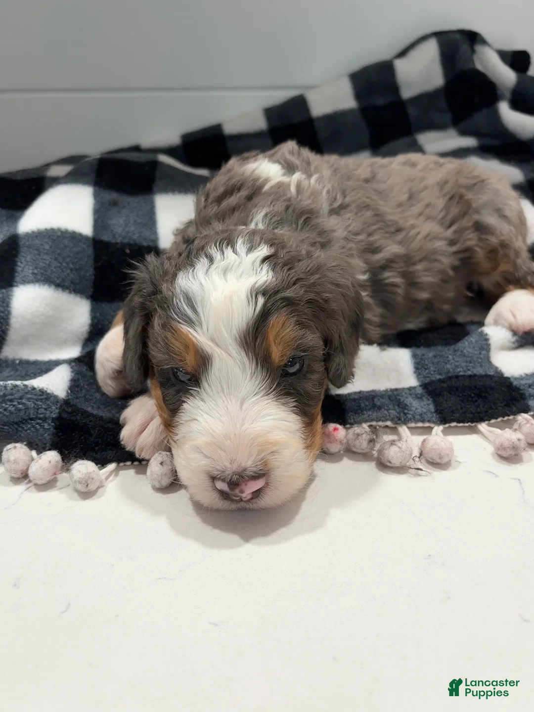 Bernedoodle dogs for sale: Bryce - Ad 2