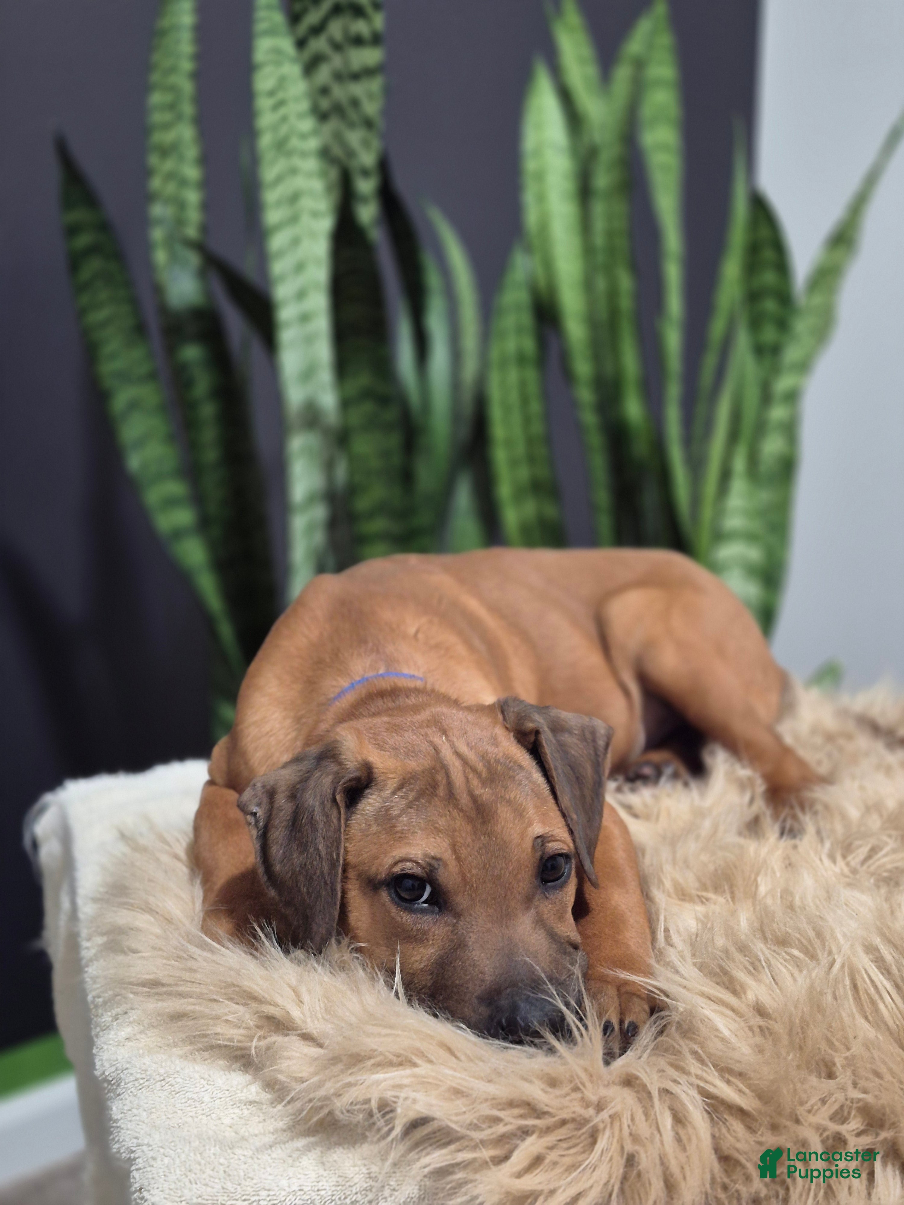 Rhodesian Ridgeback dogs Benji - Ad 4
