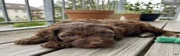 Cockapoo dogs for sale: Micha - Ad 3