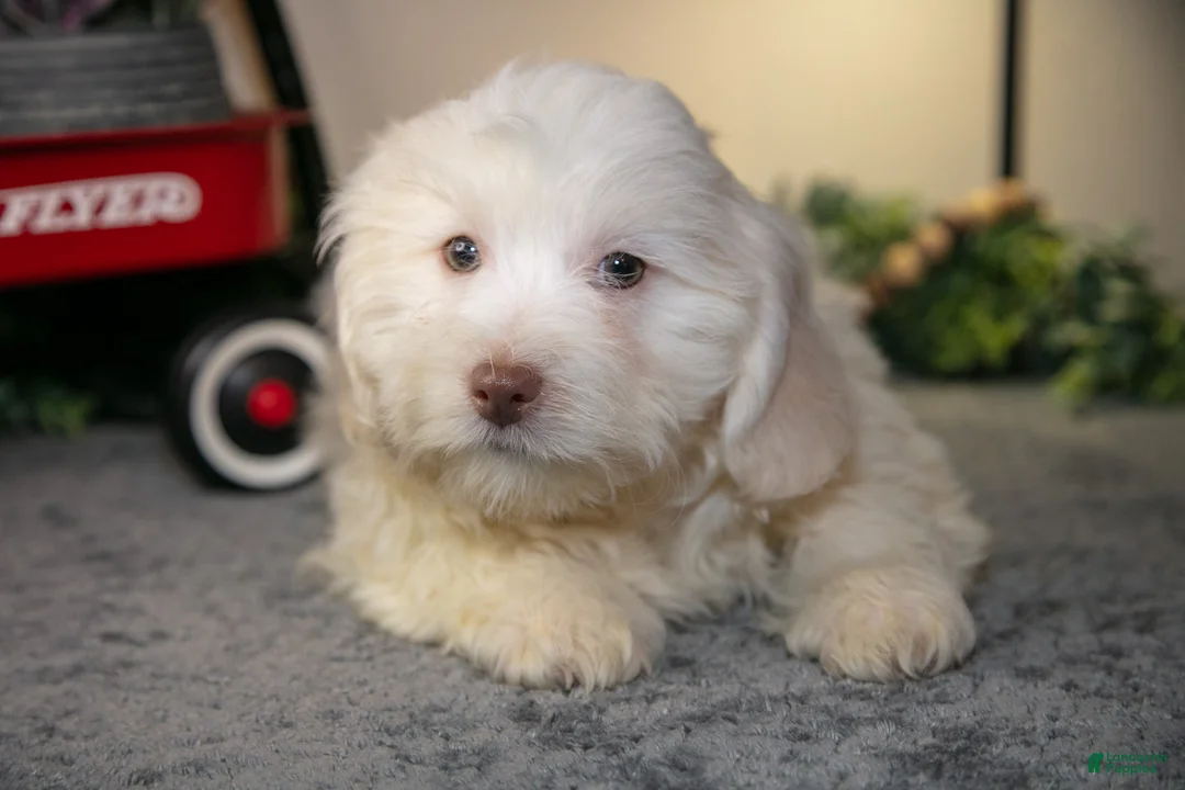 Teddy Bear dogs for sale: Valentino - Ad 2