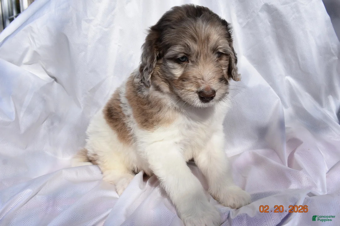Newfypoo dogs for sale: Dark Pink - Ad 3
