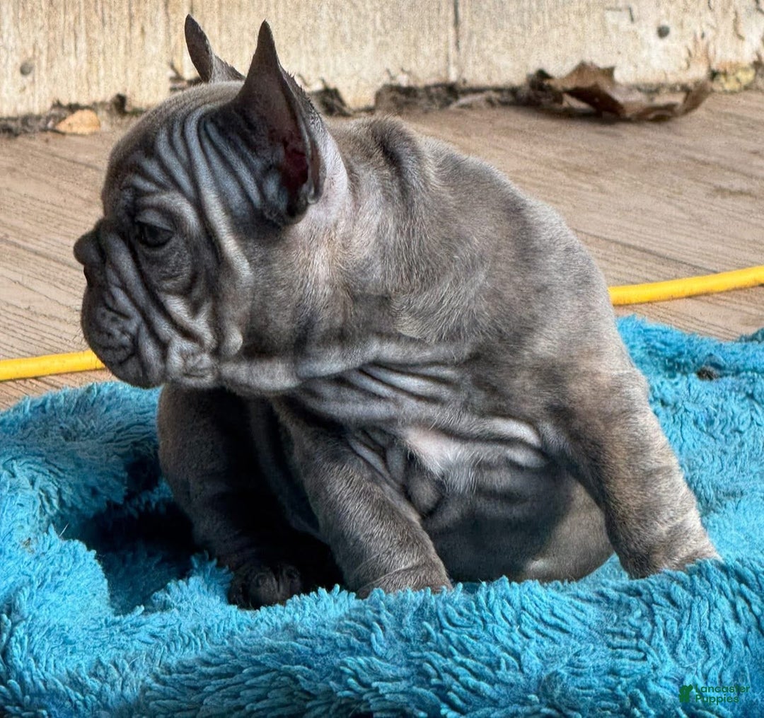 French Bulldog dogs for sale: Peanut  - Ad 3