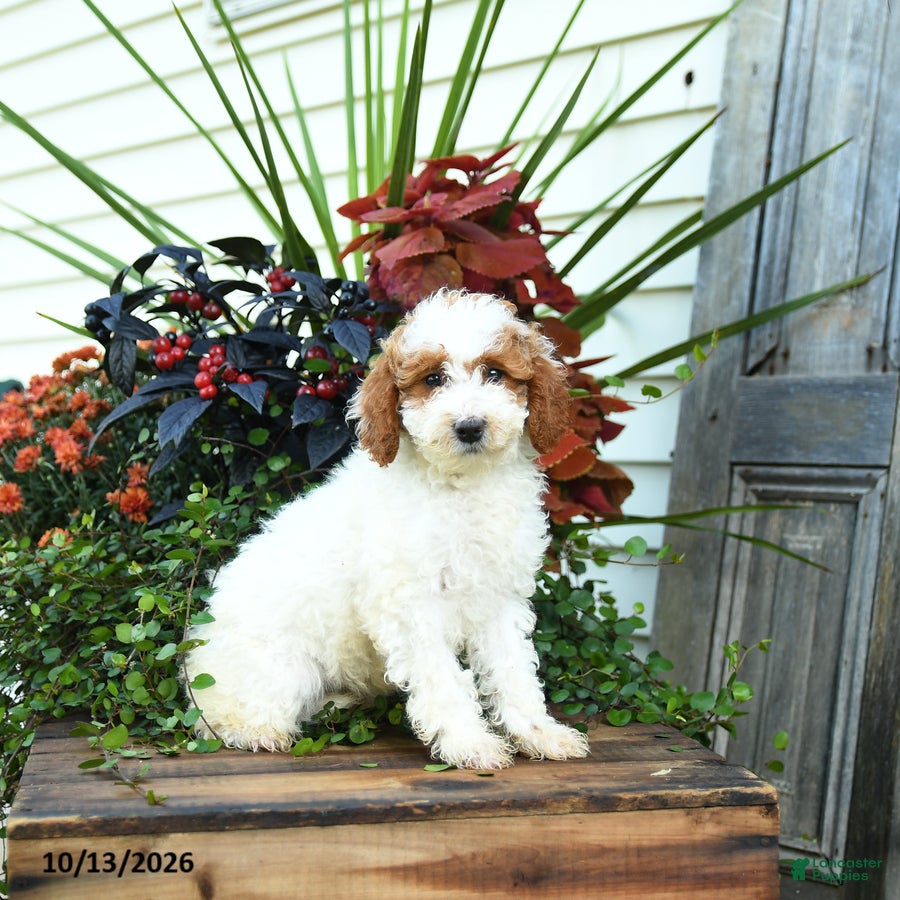 Goldendoodle dogs Gerldine - Ad 1