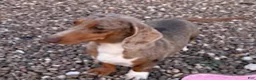 Dachshund dogs for sale: Dachshund 1 - Ad 4