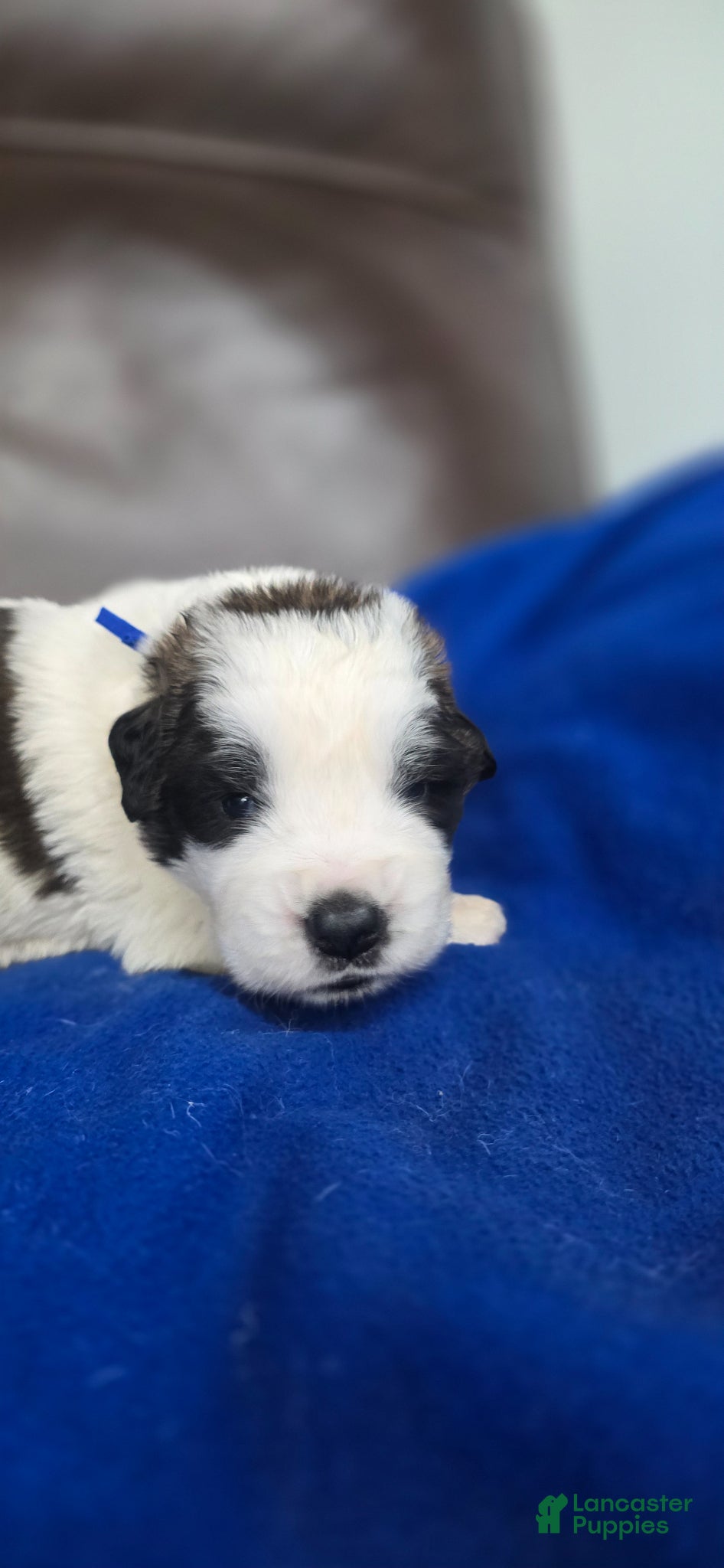 Saint Bernard dogs Murphy - Ad 2