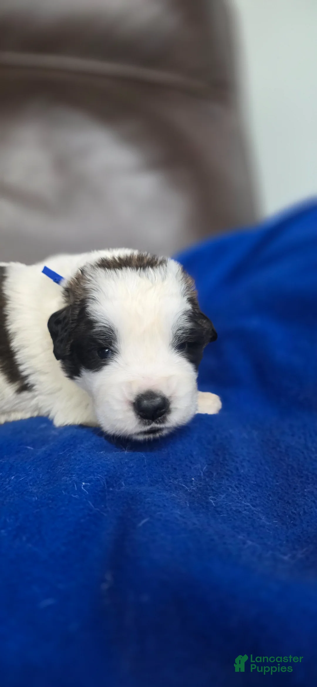 Saint Bernard dogs for sale: Murphy - Ad 1