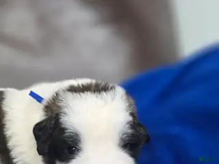 Saint Bernard dogs Murphy - Ad 2