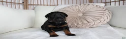 Doberman Pinscher dogs for sale: Charlie - Ad 6