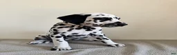 Dalmatian dogs for sale: Dalmatian Puppy 4 - Ad 3