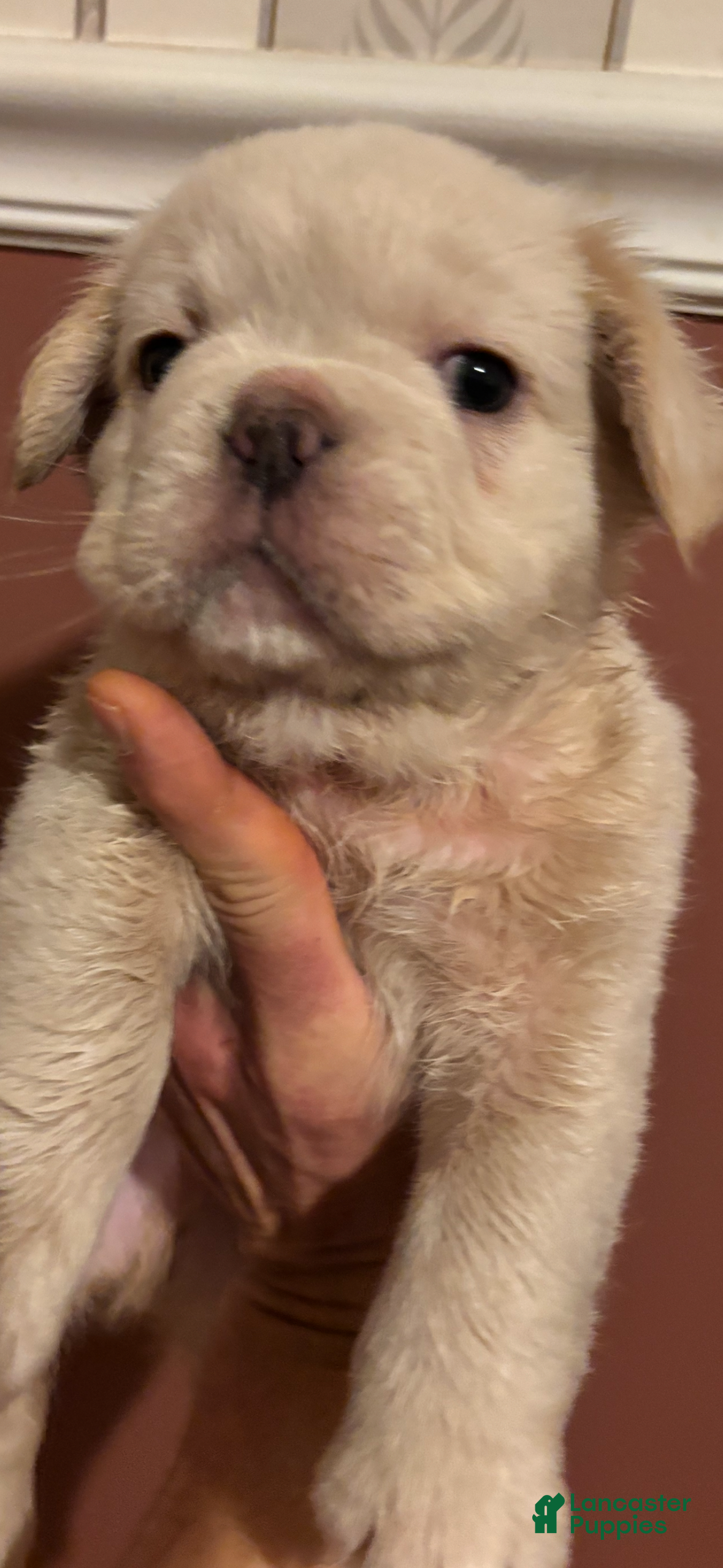 French Bulldog dogs for sale: Poli (short for Polar Bear) - Ad 1