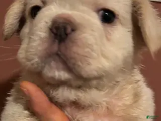 French Bulldog dogs Poli (short for Polar Bear) - Ad 33