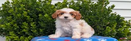 Cavapoo dogs for sale: Nadia - Ad 7