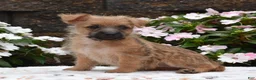 Cairn Terrier dogs for sale: Glitters - Ad 3