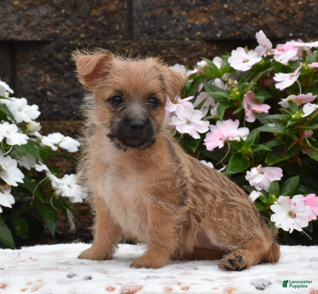 Cairn Terrier dogs for sale: Glitters - Ad 3