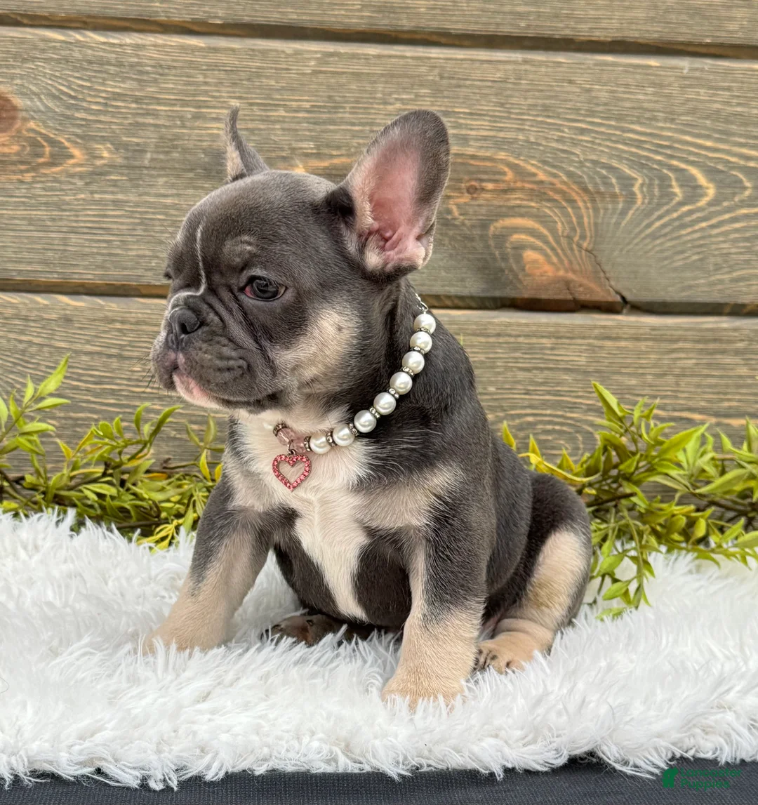 Mixed Breed dogs for sale: Trixie - Ad 2