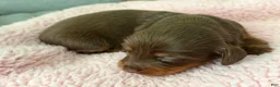 Miniature Dachshund dogs for sale: Champion bred long coat female - Ad 3