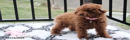 Toy Poodle dogs for sale: Paige - Ad 7