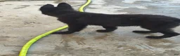 German Shepherd dogs for sale: Prowler  - Ad 2