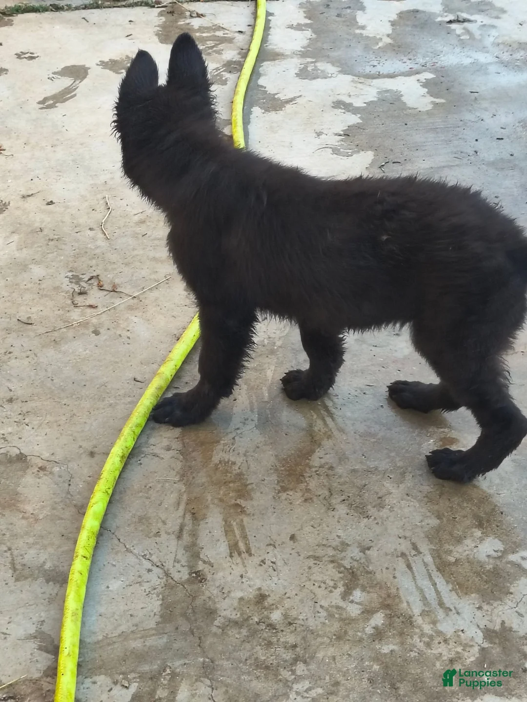 German Shepherd dogs for sale: Prowler  - Ad 2