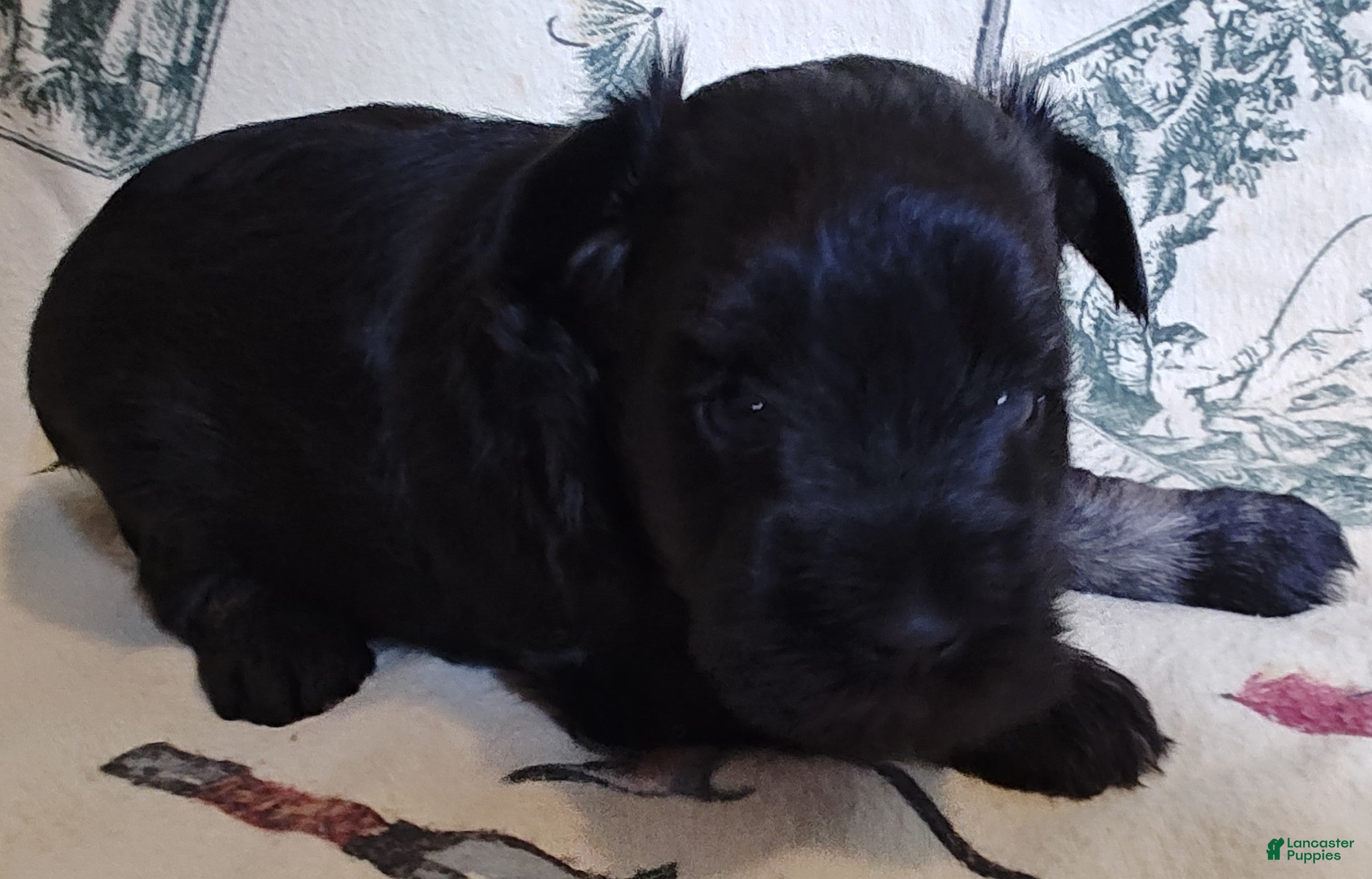 Miniature Schnauzer dogs Girl 4 - Ad 36