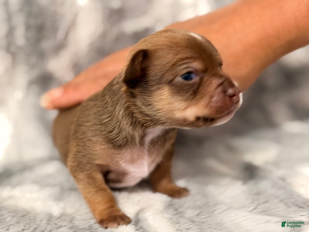 Chihuahua dogs for sale: Ernie - Ad 4