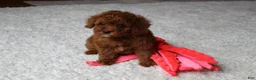 Toy Poodle dogs for sale: Maxwell - Ad 15