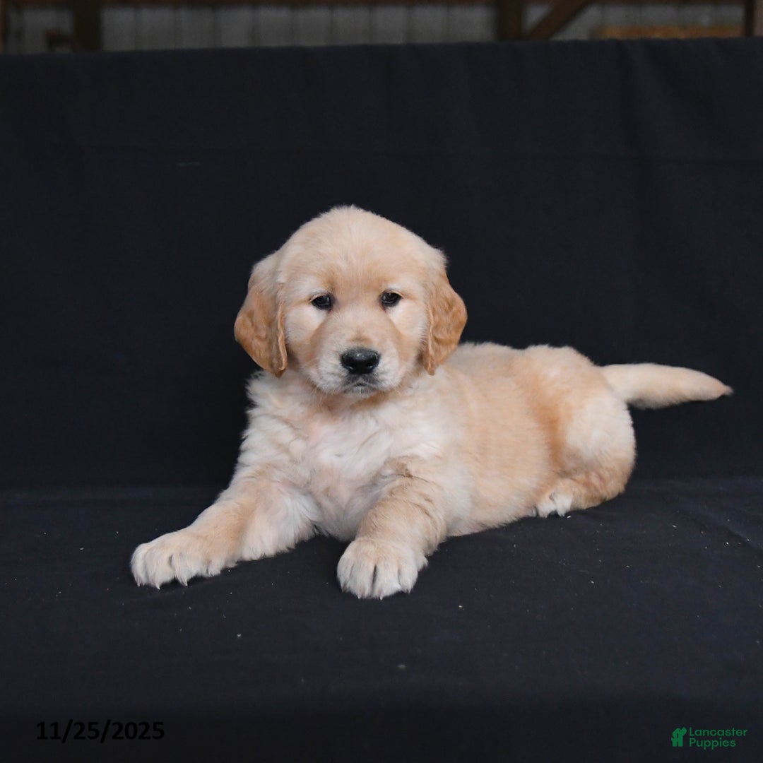 Golden Retriever dogs for sale: Remi   - Ad 1