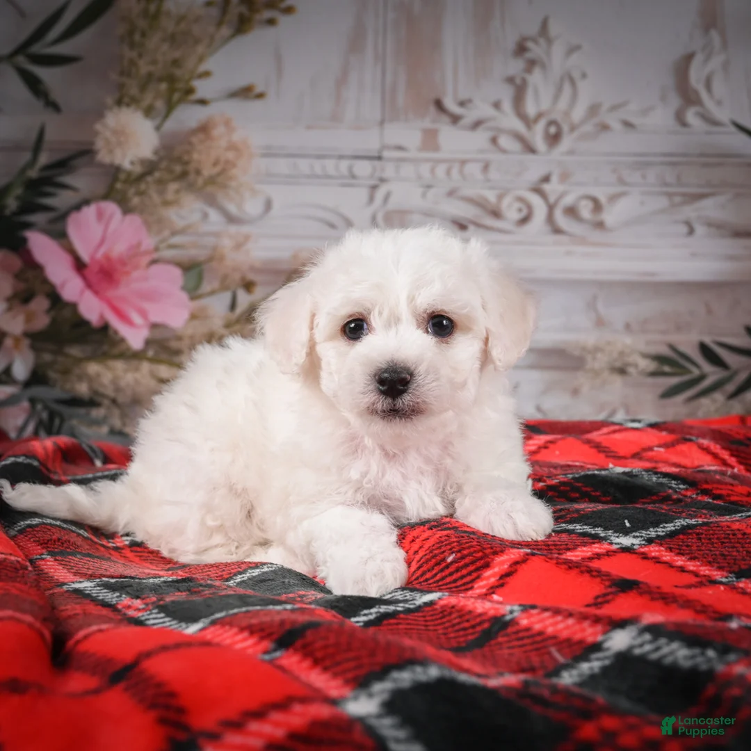 Bichon Frise dogs for sale: AKC-Maisy - Ad 7