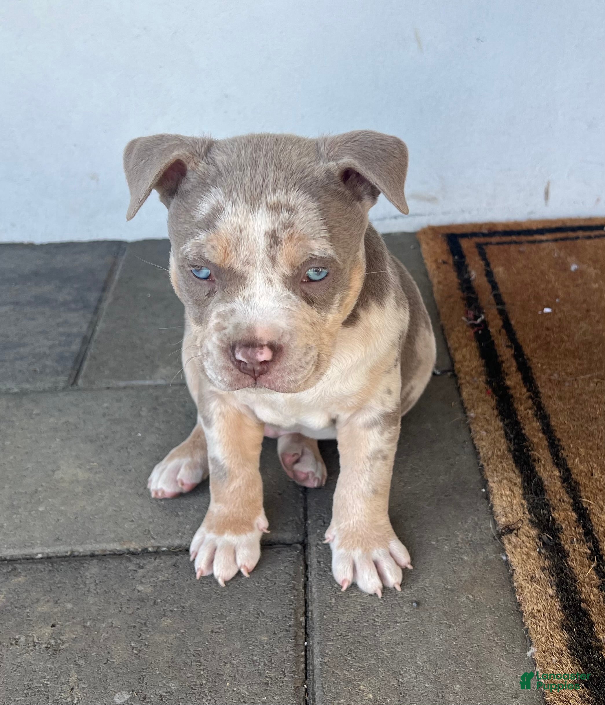 American Bully dogs Benny - Ad 17