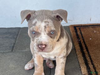 American Bully dogs Benny - Ad 33